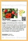 Mobile Preview: Tomate 'Herztomate, rot' , 10 Samen